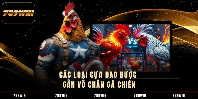 Các loại cựa dao được gắn vô chân gà chiến